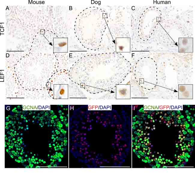 Wnt signalling activity in mammalian testis across the species.