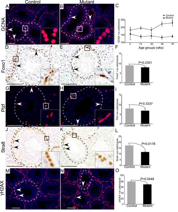 Hyperactive Wnt signalling results in reduced differentiation of germ cells.