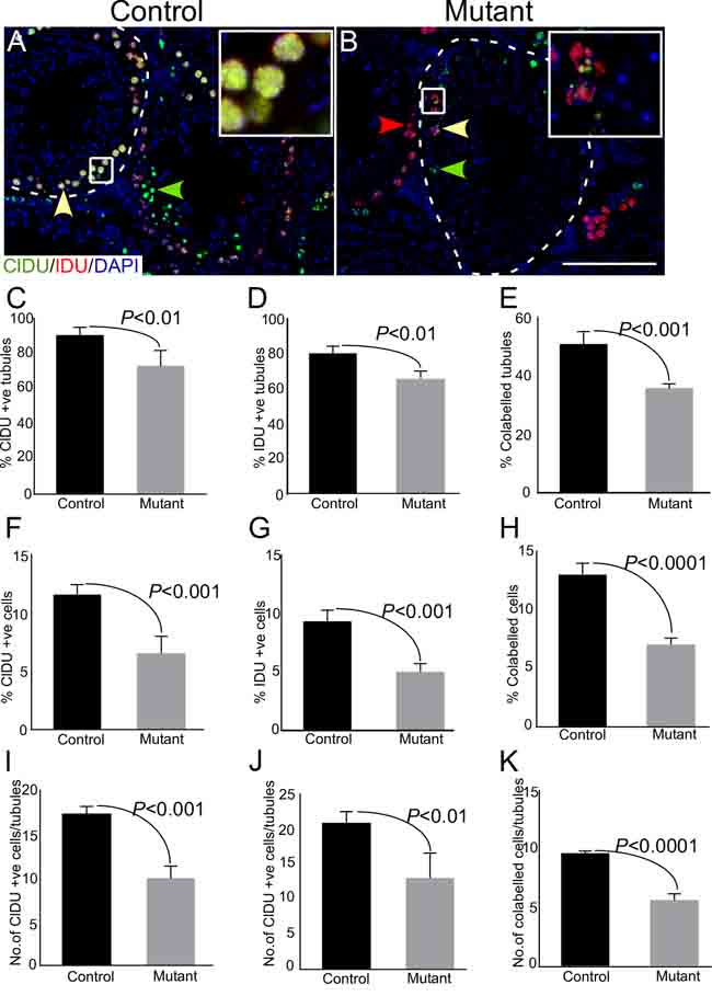 Thymidine analogue labelling unveils reduction in cellular turn over in mutant mice.