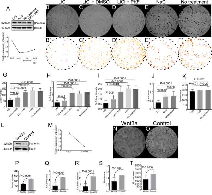 Pharmacological activation of Wnt signalling reduces colony formation, cell viability, and cell proliferation of spermatogonial cells.