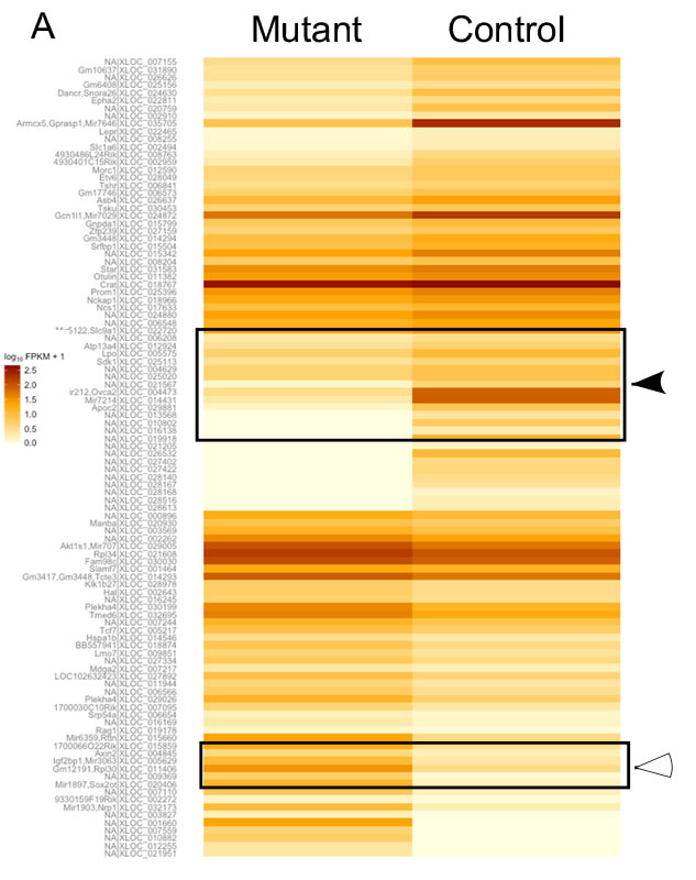 Altered expression of non-coding RNAs in mutant testes.