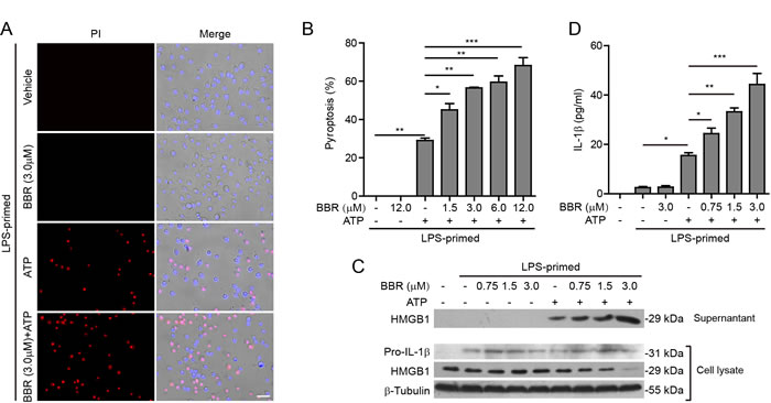 Berberine enhanced ATP-induced inflammasome activation in murine J774A.1 macrophages.