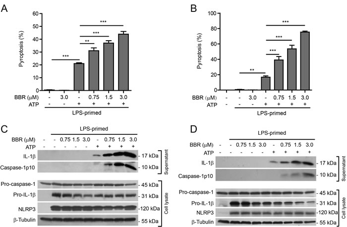 Berberine increased ATP-induced inflammasome activation in primary murine macrophages.