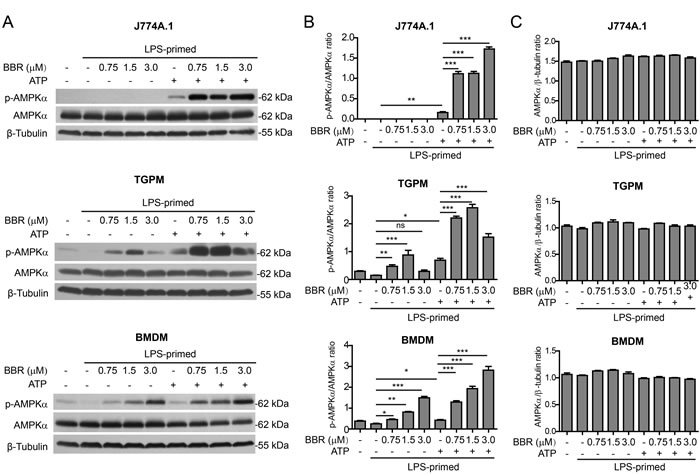 Berberine enhanced AMPK signaling in macrophages upon ATP treatment.