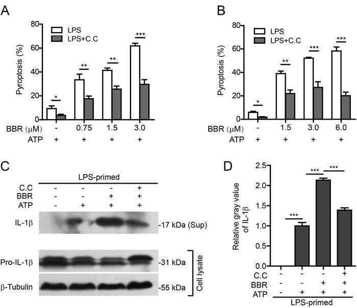 AMPK signaling blockade attenuated berberine-mediated enhancement of ATP-induced inflammasome activation.