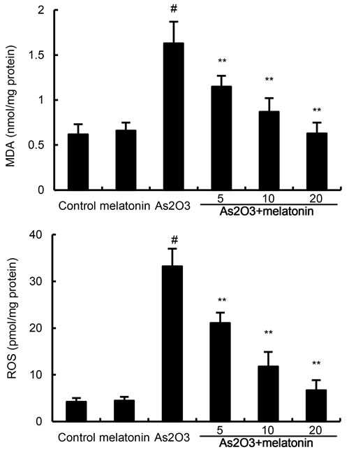 Effects of melatonin on As