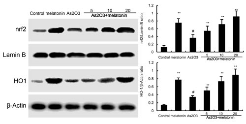 Effects of melatonin on Nrf2 and HO-1 expression.