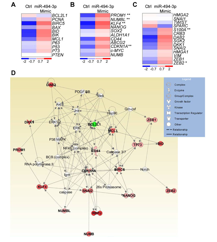 miR-494-3p involvement in molecular pathways relevant for cancer progression.
