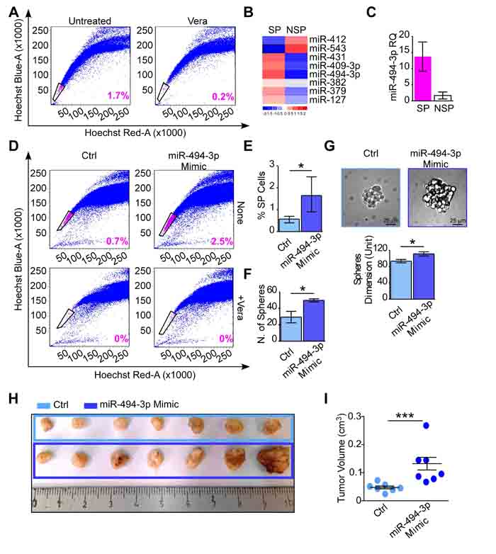 miR-494-3p contributes in cancer progenitor cells maintenance and tumor growth