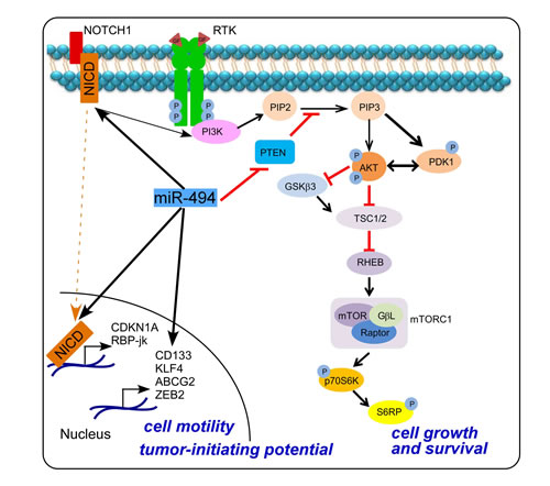 Schematic representation of miR-494-3p-NOTCH1-PI3K-AKT signaling in lung cancer cells.