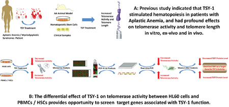 Diagram of strategies identifying target genes associated with TSY-1 activity.
