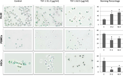 Effects of TSY-1 on beta-galactosidase labeling in HL60 cells, PBMCs and HSCs.