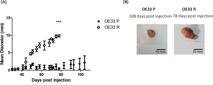 OE33 R cells demonstrate enhanced tumorigenicity in vivo.