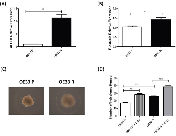 OE33 R cells demonstrate enhanced &#x2018;stemness&#x2019; properties.