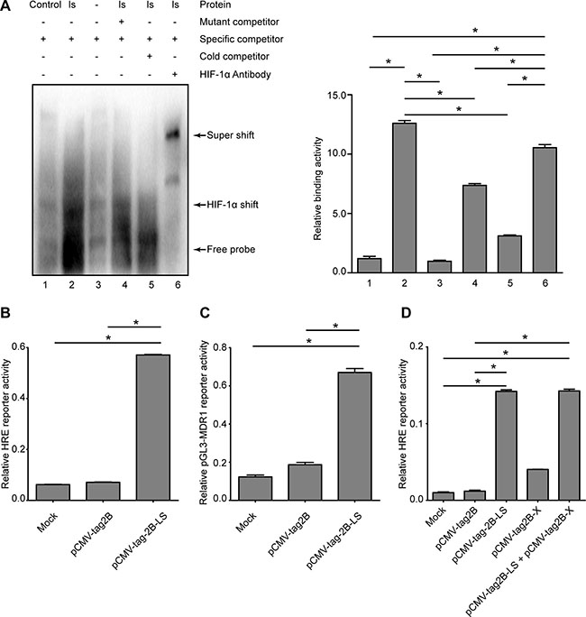 Detection of transcriptional activities of HIF-1&#x03B1; and MDR1 in LHBs-overexpressed HepG2 cells.