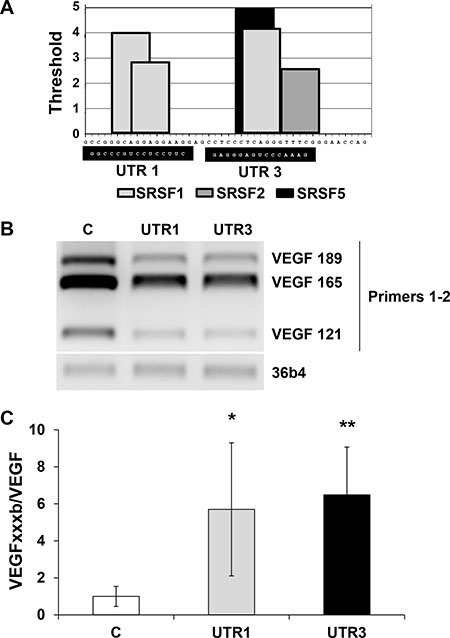 Prevention of SRSF1 binding by 2&#x2032;O methyl RNA complementary of SRSF1 binding sites increased the VEGFxxxb/VEGF ratio by down-regulating VEGF expression.