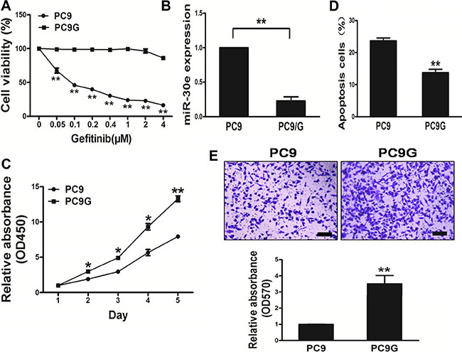 PC9Gcells show enhanced proliferation andmigration, and reduced apoptosis compared with PC9 cells.