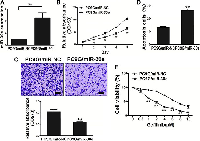 MicroRNA-30e overexpression in the PC9G cell linereduces cell proliferation andmigration, and reverses drug resistance to gefitinib.