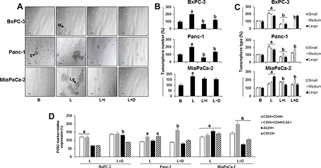Effects of leptin and Notch on number and size of primary tumorspheres and PC stem cells (PCSC).