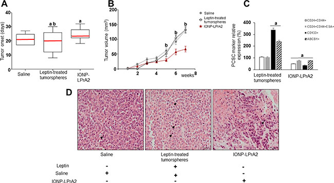 Leptin induces PC xenograft onset, growth and cancer stem cells (PCSC).