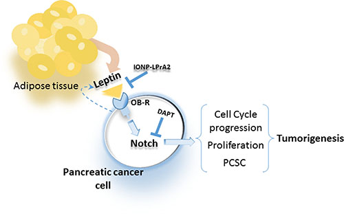Leptin secreted from adipose tissue and PC cells binds to OB-R that increases Notch expression, cell cycle progression, proliferation and PCSC, which increase tumorigenesis.
