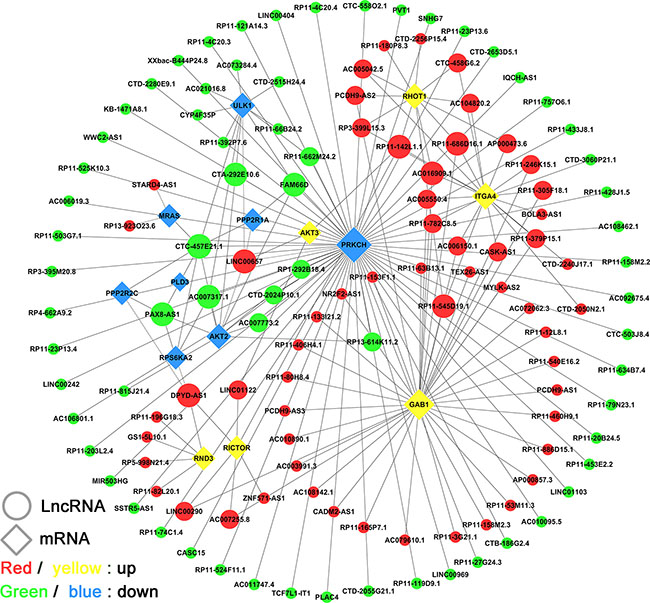 LncRNA-mRNA co-expression network in the &#x201C;mTOR&#x201D; pathway.