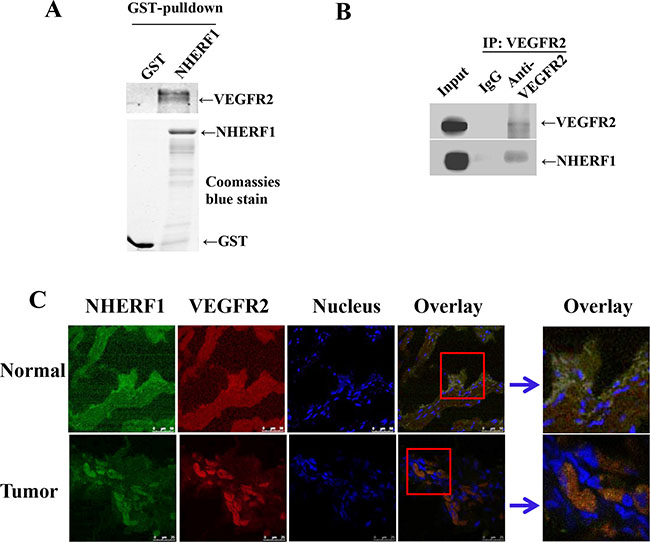 NHERF1 interacted with VEGFR2.