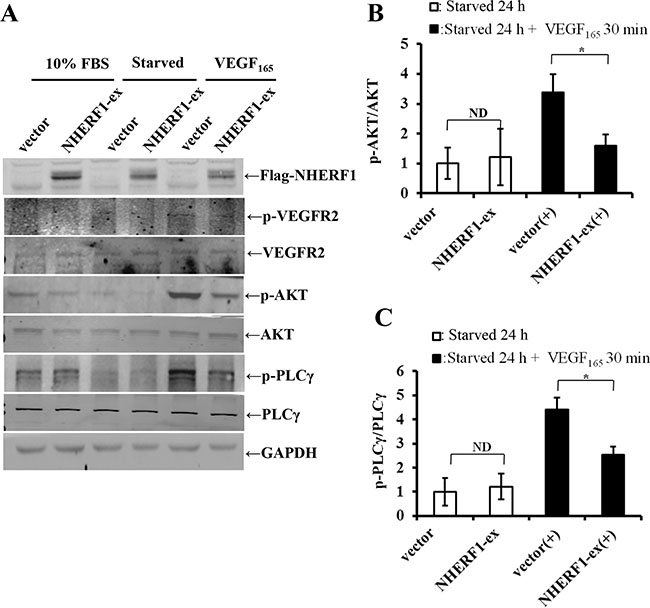 NHERF1 inhibited the phosphorylation activation of VEGFR2 and its downstream AKT and PLC&#x03B3; activation induced by VEGF165.