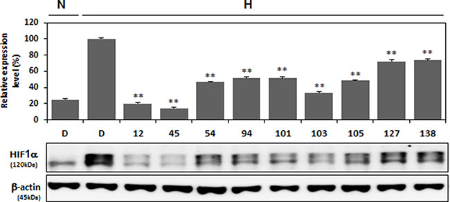 Decreased expression of HIF-1&#x03B1; protein under hypoxic conditions by nine selected compounds.