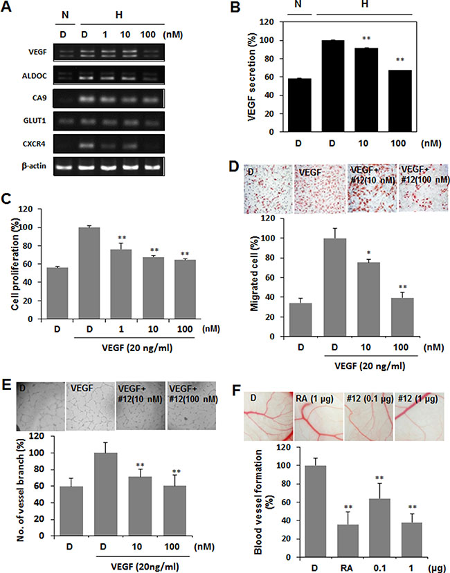 Compound 12 suppressed HIF-1&#x03B1; target gene expression, and confirmation of in vitro results via determination of effects on angiogenesis in vivo.