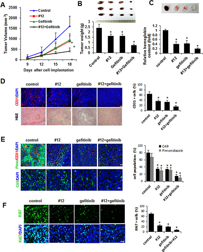 Compound 12 suppressed allogaft tumor growth and enhanced the effects of a chemotherapeutic agent.
