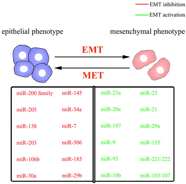 schematic mode of epithelial-mesenchymal plasticity and selected miRNAs important for the epithelial or mesenchymal phenotype.