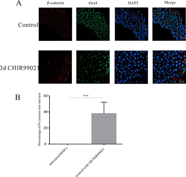 CHIR99021 activated Wnt signaling pathway via a long-term manner.