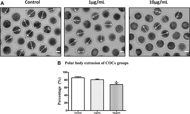 Lipopolysaccharide exposure reduced the polar body extrusion rate of bovine oocytes.