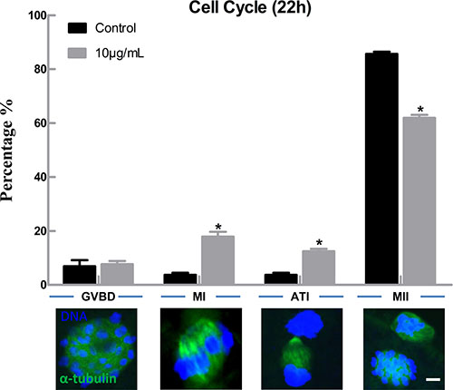 Lipopolysaccharide exposure delayed the cell cycle progression during oocyte maturation.