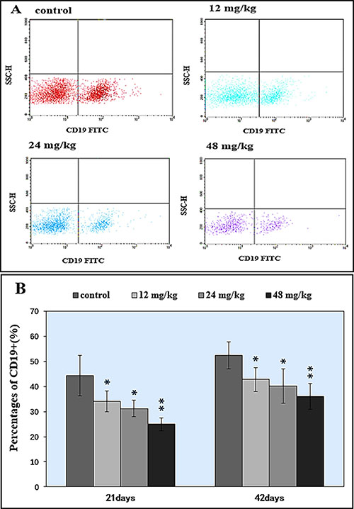 Changes of splenic CD 19+ B lymphocytes by FCM.