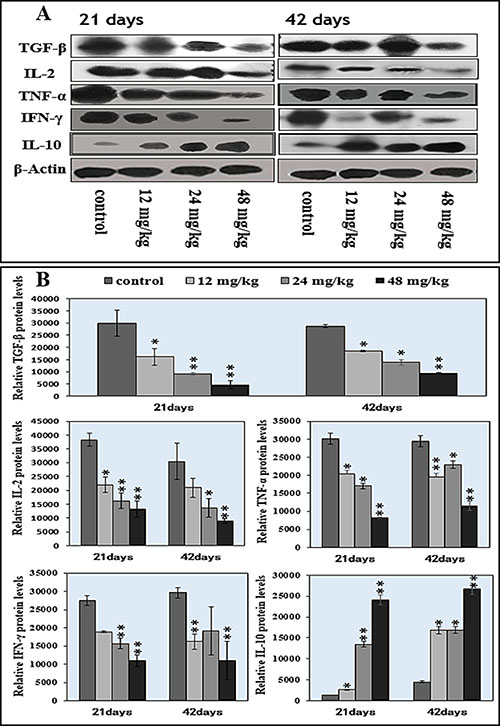 Changes of splenic cytokine protein expression levels by western blot.