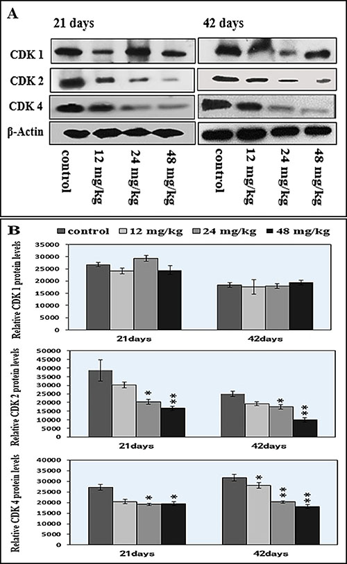 Changes of cdk1/2/4 protein expression levels in the spleen by western blot.