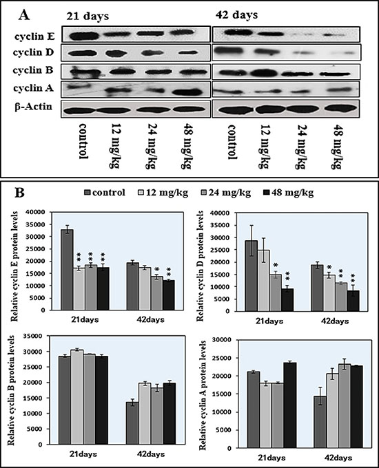 Changes of cyclin E/D/B/A protein expression levels in the spleen by western blot.