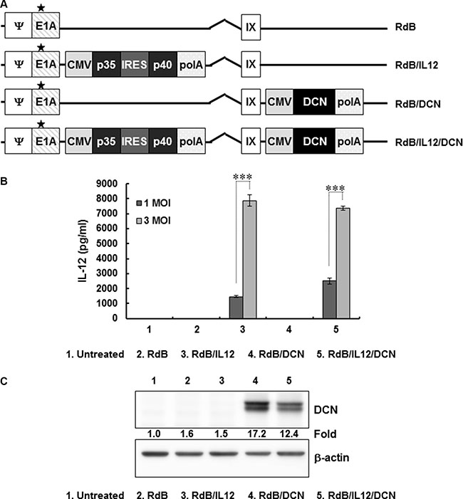 Characterization of oncolytic adenovirus (Ad) vectors expressing interleukin (IL)-12 and/or decorin (DCN)