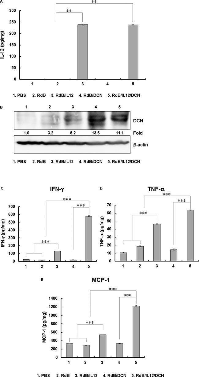 Expression of IL-12, DCN, IFN-&#x03B3;, TNF-&#x03B1;, and MCP-1 in tumor tissues.