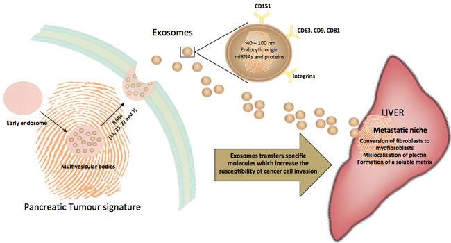 Trafficking of exosomes to the liver, a common site of metastasis for pancreatic cancers.