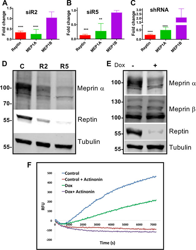 Reptin regulates expression of meprin a.