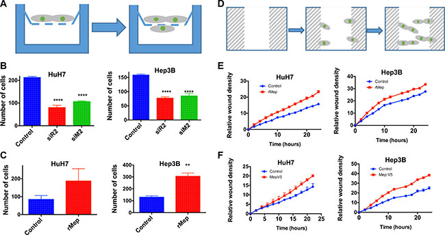 Reptin and meprin &#x03B1; regulate migration of HCC cells.