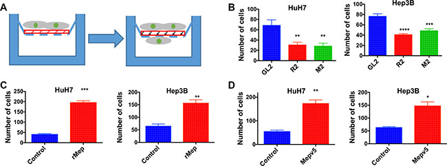 Reptin and meprin &#x03B1; regulate invasion of HCC cells.