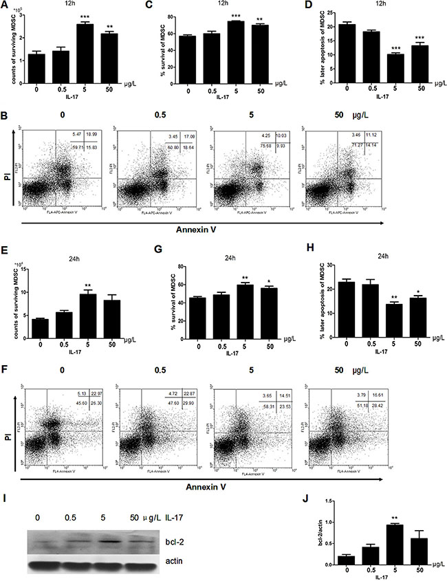 IL-17 inhibits apoptosis of MDSCs.