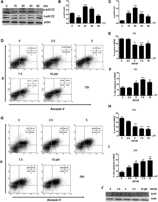 IL-17 inhibits apoptosis of MDSCs through ERK1/2.