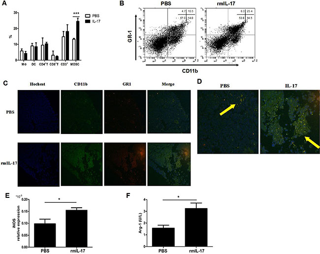 IL-17 promotes the development of MDSCs in LLC tumor bearing mice.