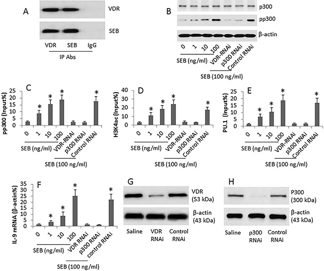 SEB regulates IL-9 gene expression in CD4+ T cells.
