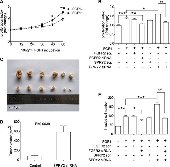 SPRY2 could suppress FGFR2-induced cell proliferation and invasion of gastric adenocarcinoma.